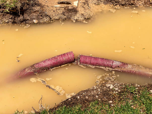 Best Mold removal after water damage  in Dwight, IL